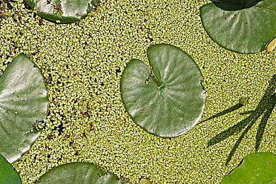 沙雕游戏《狗模拟器》预告 扮演狗子搞破坏为所欲为